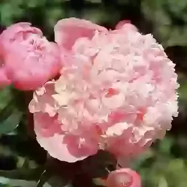 Dr Alexander Fleming